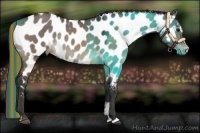 Horse Color:Painted Brown Dun Sabino Appaloosa