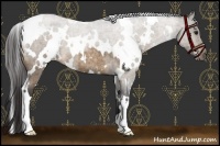 Horse Color:White Spotted Buckskin Roan 