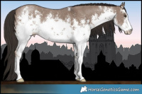 Horse Color:White Spotted Liver Red Dun Sabino 