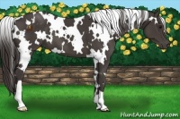 Horse Color:White Spotted Smoky Black 