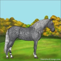 Horse Color:Silver Blue Chinchilla Roan 
