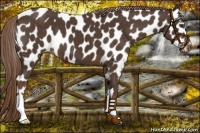 Horse Color:Liver Chestnut Appaloosa