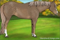 Horse Color:Chocolate Palomino Sabino 