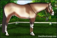 Horse Color:Bay Onyx Appaloosa 