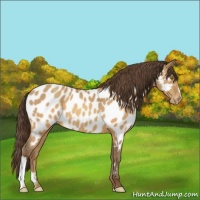 Horse Color:Sable Champagne Near Leopard