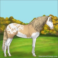 Horse Color:Gold Champagne Splash Appaloosa 
