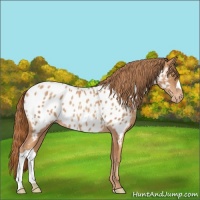 Horse Color:Gold Champagne Appaloosa