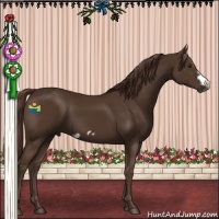 Horse Color:Liver Chestnut Frame 