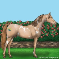 Horse Color:White Spotted Chestnut Pearl 