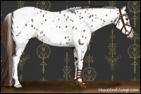 Horse Color:White Spotted Liver Chestnut Near Leopard 