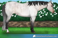 Horse Color:Brown Roan Dun 