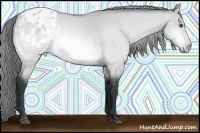 Horse Color:Bay Chinchilla Dun Appaloosa 