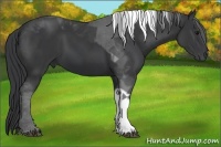 Horse Color:Black Tobiano
