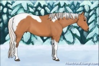 Horse Color:Silver Bay Tobiano 