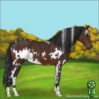 Horse Color:White Spotted Brown 