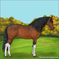 Horse Color:Brown 