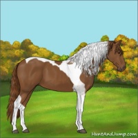 Horse Color:Chestnut Tobiano
