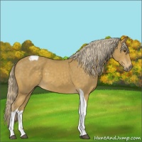 Horse Color:Palomino Tobiano 
