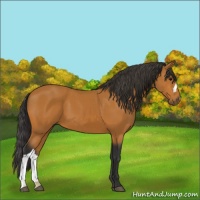 Horse Color:Bay 