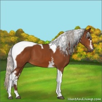 Horse Color:White Spotted Silver Bay Tobiano