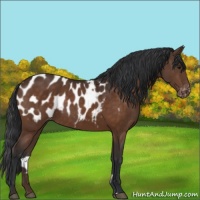 Horse Color:Bay Sabino Appaloosa 