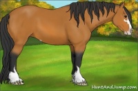 Horse Color:Bay Sabino 