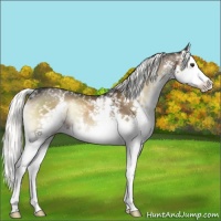Horse Color:White Spotted Liver Red Onyx Sabino Splash 