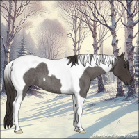 Horse Color:Smoky Blue Roan Tobiano 