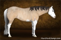 Horse Color:Brown Roan Dun Splash Rabicano 