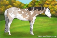Horse Color:White Spotted Bay Roan Dun Splash Rabicano
