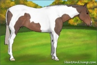 Horse Color:Silver Blue Roan Tobiano