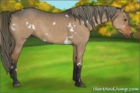 Horse Color:White Spotted Liver Red Dun 