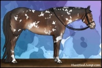 Horse Color:White Spotted Liver Chestnut Sabino