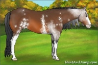 Horse Color:White Spotted Bay Sabino