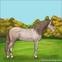 Horse Color:Black Pearl Appaloosa 