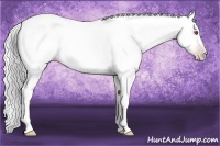 Horse Color:Gold Champagne Chinchilla 