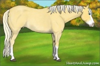 Horse Color:Palomino Roan Splash