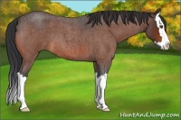 Horse Color:Bay Roan Splash