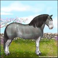 Horse Color:Plaid Liver Red Dun Sabino Rabicano