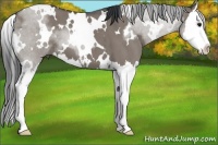 Horse Color:White Spotted Grullo Sabino Splash Brindle 