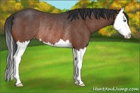 Horse Color:Bay Roan Splash Rabicano