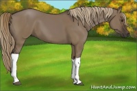 Horse Color:Liver Red Dun 