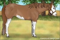 Horse Color:Chestnut Splash