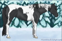Horse Color:Black Tobiano 