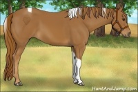 Horse Color:Chestnut Tobiano