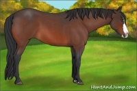 Horse Color:Bay Roan Splash Rabicano