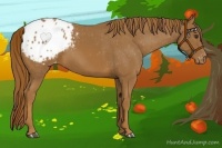 Horse Color:Chestnut Appaloosa 