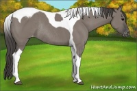 Horse Color:Grullo Tobiano Appaloosa Rabicano