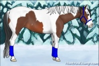Horse Color:Bay Roan Splash Tobiano 