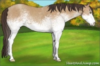 Horse Color:White Spotted Amber Champagne 